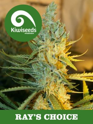 Kiwiseeds - Ray's Choice - Regular