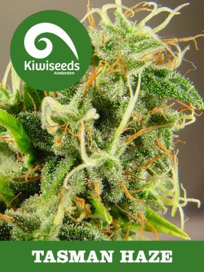 Kiwiseeds - Tasman Haze
