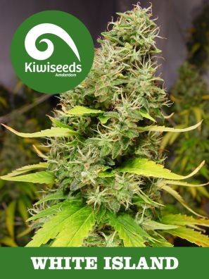 Kiwiseeds - White Island - Regular