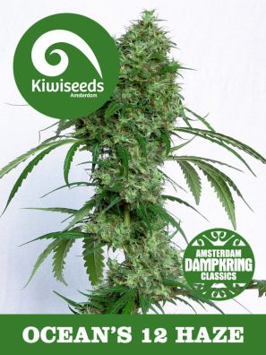 Kiwiseeds - Dampkring Classics - Ocean's Twelve Haze - Regular