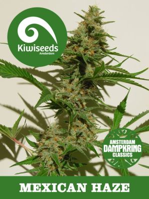 Kiwiseeds - Dampkring Classics -  Mexican Haze - Regular