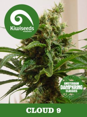 Kiwiseeds - Dampkring Classics - Cloud 9 - Regular