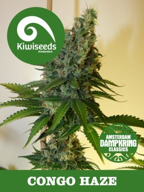 Kiwiseeds - Dampkring Classics - Congo Haze - Regular