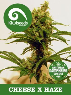 Kiwiseeds - Dampkring Classics - Cheese x Haze - Regular
