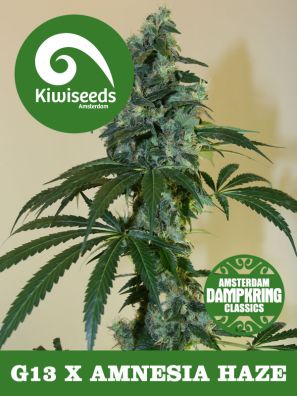 Kiwiseeds - Dampkring Classics - G13 X Amnesia Haze - Regular