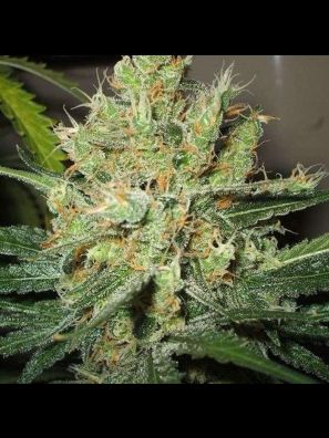 Southseeds - Power Plant