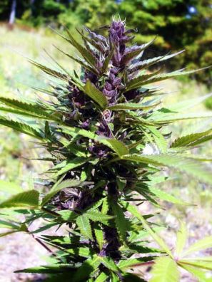 Southseeds - Purple Power