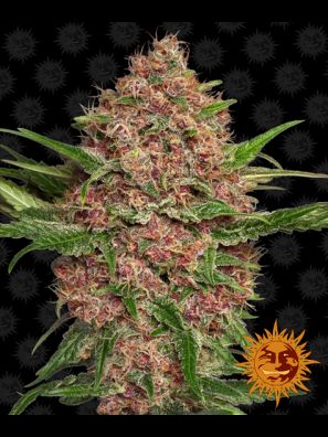 Barneys Farm - Purple Punch Auto 