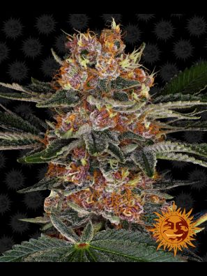 Barneys Farm - Purple Punch