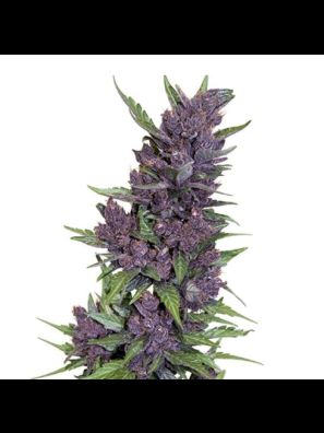 Southseeds - Real Purple Kush