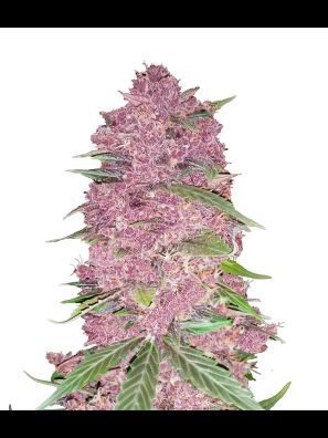 FastBuds - Purple Lemonade Auto