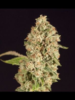 Devils Harvest - Raspberry Waffles CBD