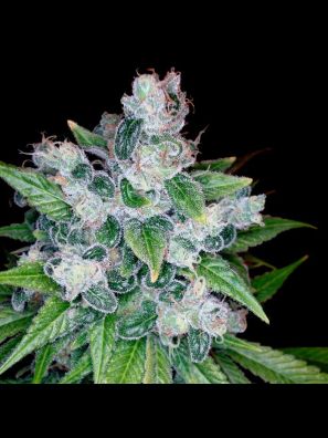 Reserva Privada - Kandy Kush - Regular