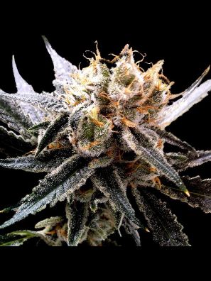 Reserva Privada - Sour Tangie - Regular