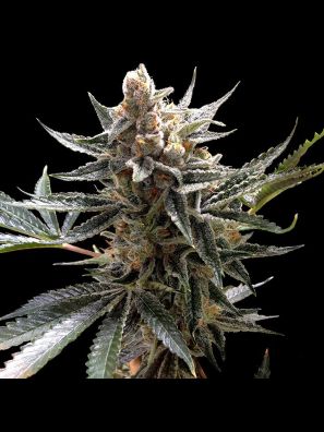 Reserva Privada - Tangie - Regular