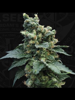 S.A.G.E.™'n Sour
