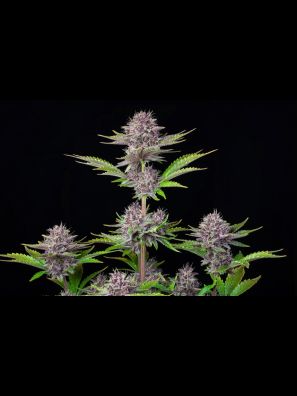 FastBuds - Purple Punch Auto
