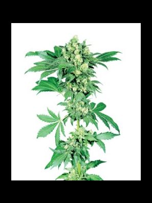Sensi Seeds - Afghani #1