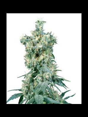 Sensi Seeds - American Dream