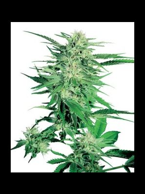 Sensi Seeds - Big Bud