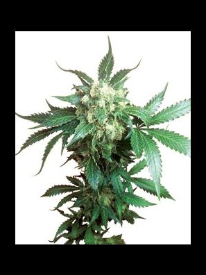 Sensi Seeds - Black Domina