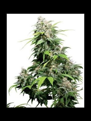 Sensi Seeds - California Indica