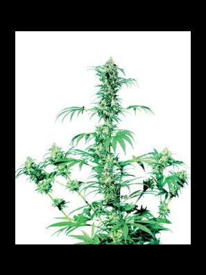 Sensi Seeds - Early Girl