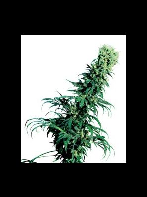 Sensi Seeds - Early Pearl