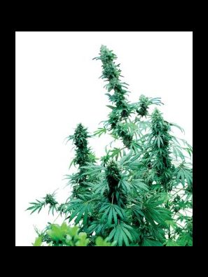 Sensi Seeds - Early Skunk