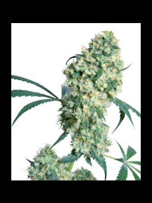 Sensi Seeds - Ed Rosenthal Superbud
