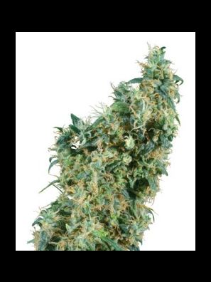 Sensi Seeds - First Lady