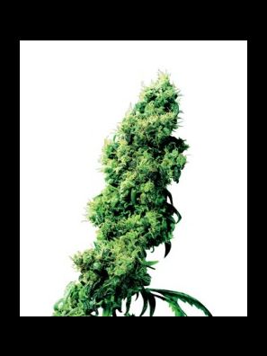 Sensi Seeds - Four Way