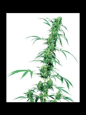Sensi Seeds - Fruity Juice