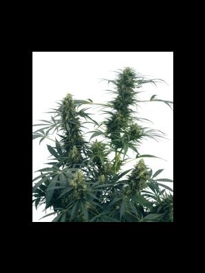 Sensi Seeds - Guerrilla’s Gusto