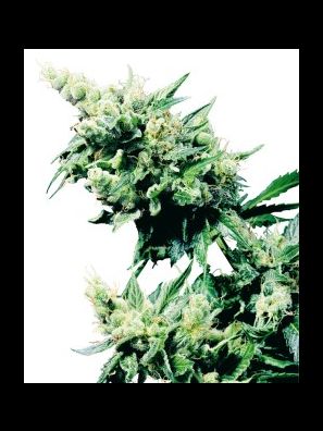 Sensi Seeds - Hash Plant