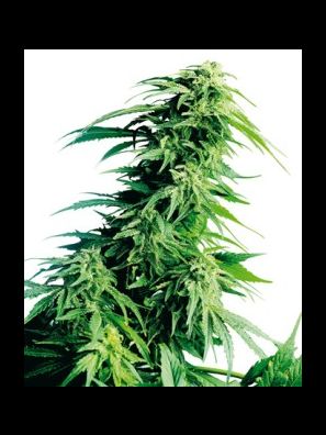 Sensi Seeds - Hindu Kush