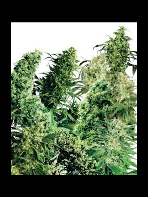 Sensi Seeds - Indoor Mix