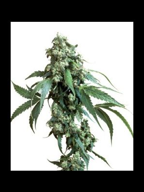 Sensi Seeds - Jack Flash