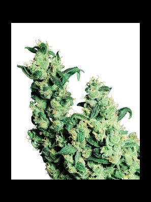 Sensi Seeds - Jack Herer