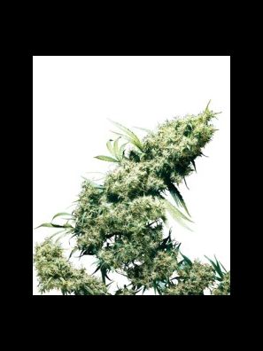 Sensi Seeds - Jamaican Pearl