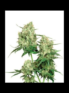 Sensi Seeds - Maple Leaf Indica