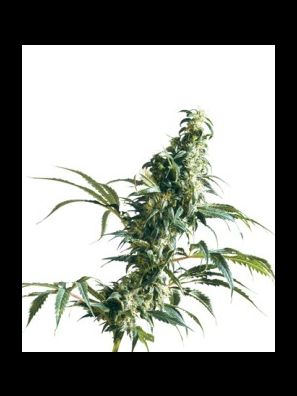 Sensi Seeds - Mexican Sativa