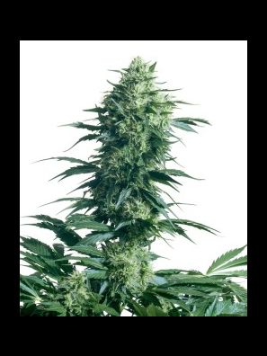 Sensi Seeds - Mothers Finest