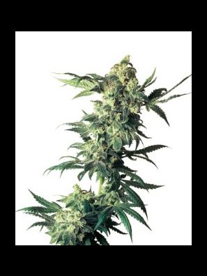 Sensi Seeds - Northern Lights