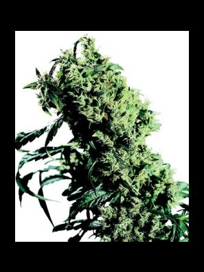 Sensi Seeds - Northern Lights NR5 X Haze