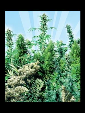 Sensi Seeds - Outdoor Mix