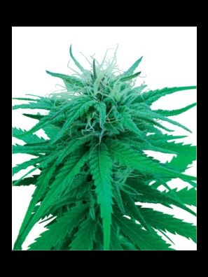 Sensi Seeds - Ruderalis Indica