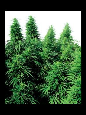 Sensi Seeds - Ruderalis Skunk