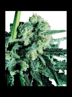 Sensi Seeds - Sensi Skunk