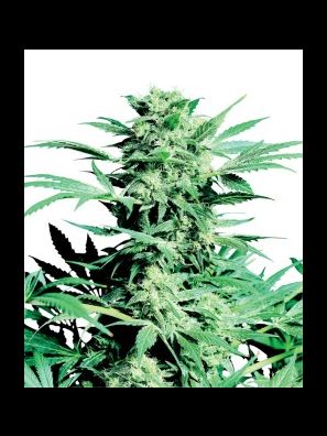 Sensi Seeds - Shiva Skunk